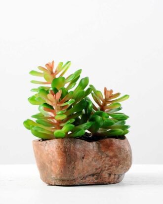 Succulent bonsai GS-2450228