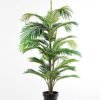 120CM madagascar Palm in Pot GS-2450229
