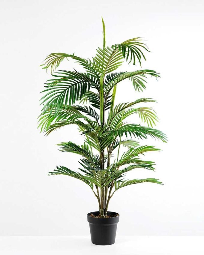 120CM madagascar Palm in Pot GS-2450229