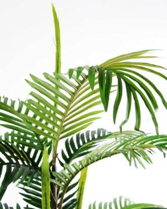 120CM madagascar Palm in Pot GS-2450229