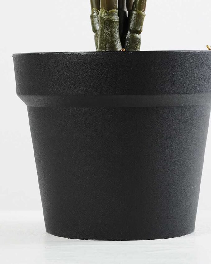 120CM madagascar Palm in Pot GS-2450229