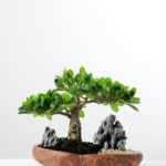 Green Ficus Bonsai GS-2450300