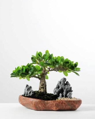 Green Ficus Bonsai GS-2450300