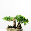 Green Ficus Bonsai GS-2450301