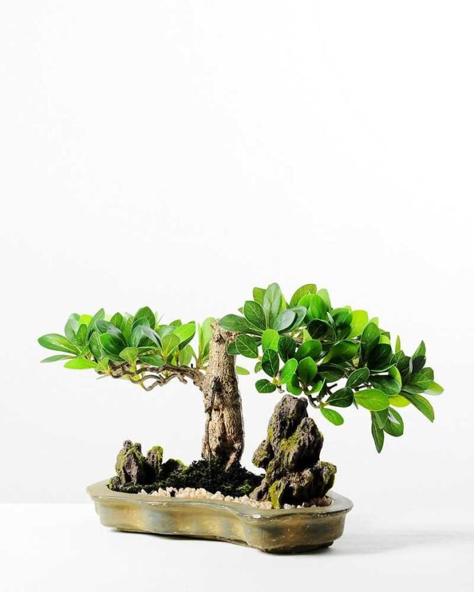 Green Ficus Bonsai GS-2450301