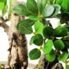 Green Ficus Bonsai GS-2450301