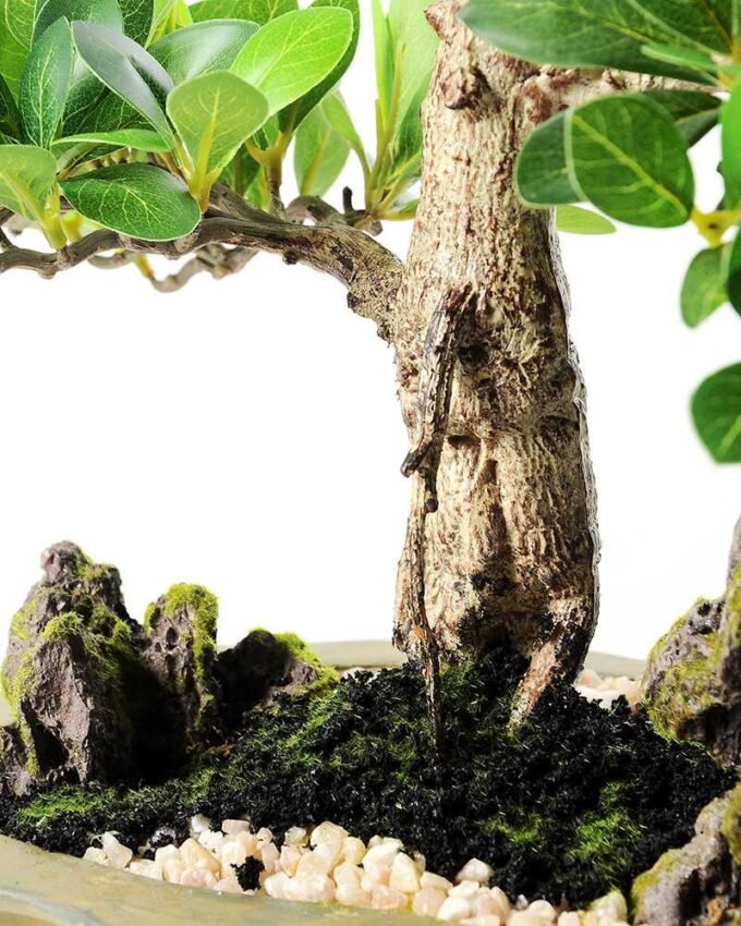 Green Ficus Bonsai GS-2450301