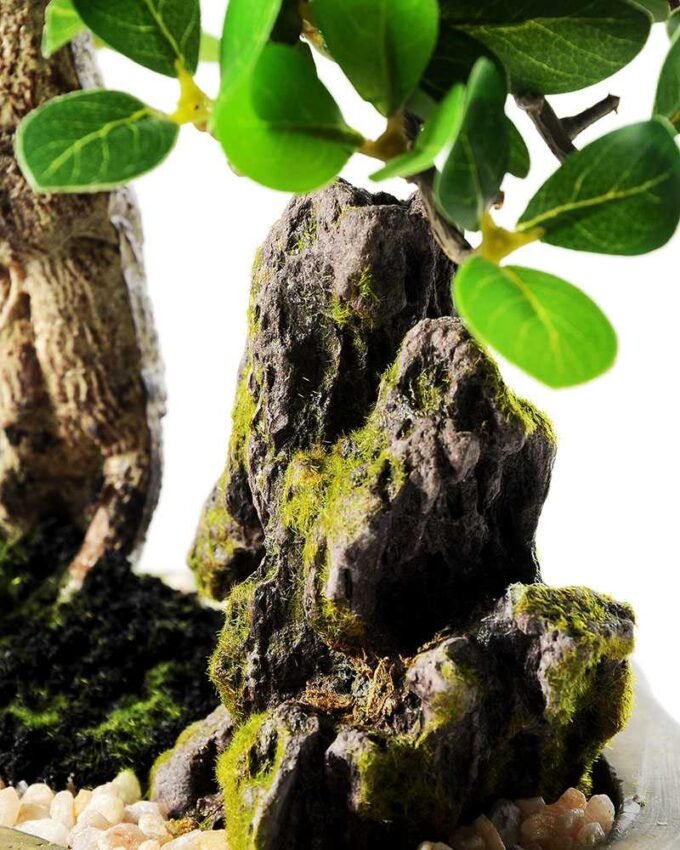 Green Ficus Bonsai GS-2450301