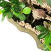 Green Ficus Bonsai GS-2450301