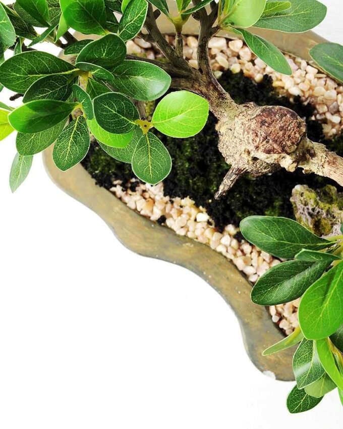 Green Ficus Bonsai GS-2450301