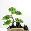 Green Ficus Bonsai GS-2450302