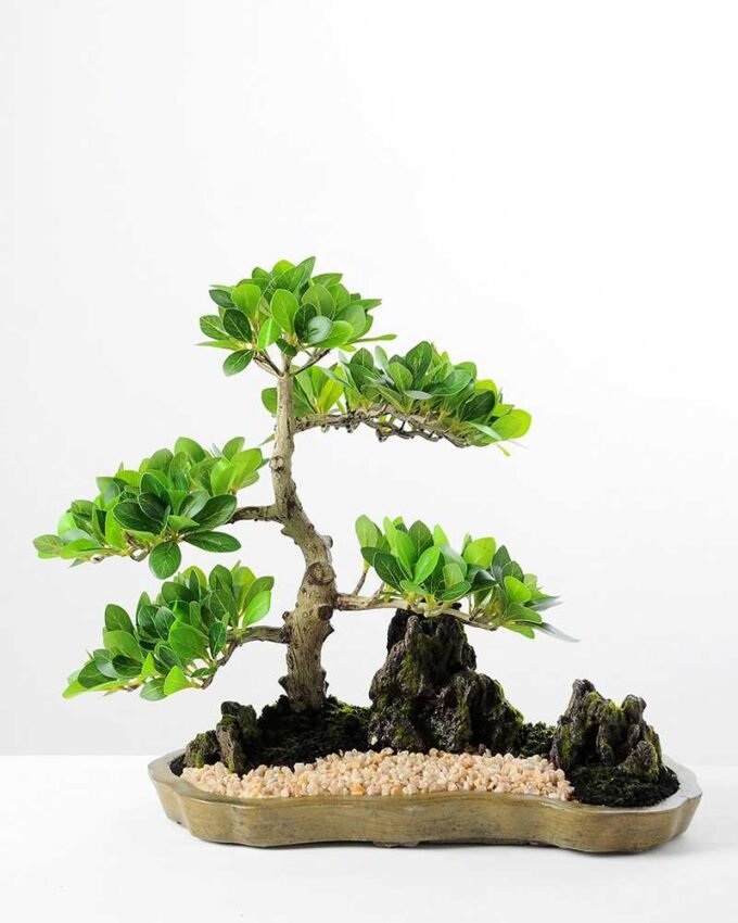 Green Ficus Bonsai GS-2450302