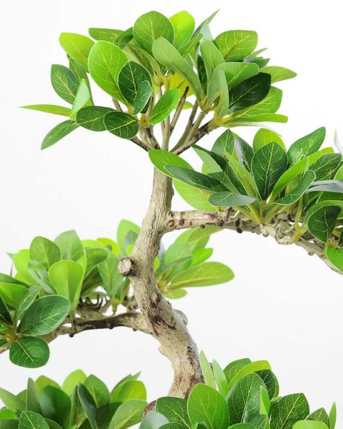 Green Ficus Bonsai GS-2450302