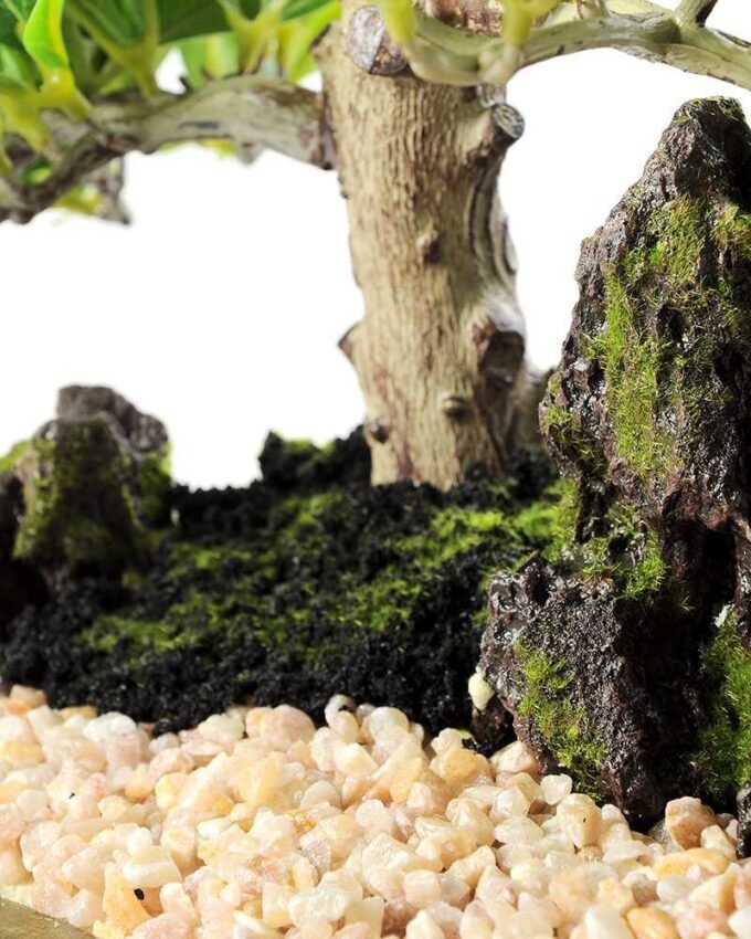 Green Ficus Bonsai GS-2450302