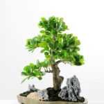 Green Ficus Bonsai GS-2450303