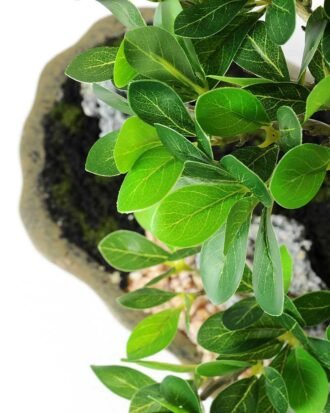 Green Ficus Bonsai GS-2450303