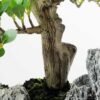 Green Ficus Bonsai GS-2450303