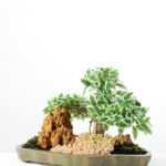 Variegated Ficus?Bonsai GS-2450304