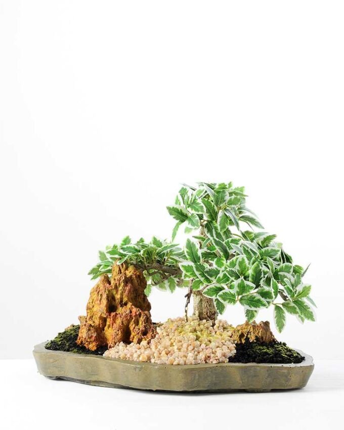 Variegated Ficus?Bonsai GS-2450304