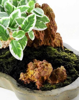 Variegated Ficus?Bonsai GS-2450304