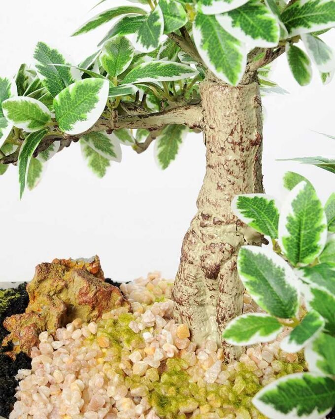 Variegated Ficus?Bonsai GS-2450304