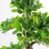Variegated Ficus?Bonsai GS-2450304