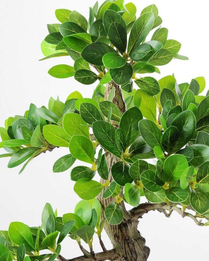 Variegated Ficus?Bonsai GS-2450304