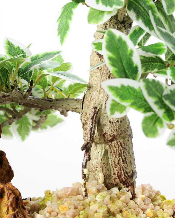 Variegated Ficus?Bonsai GS-2450304