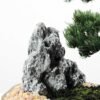 pine needle bonsai GS-2450305