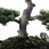 pine needle bonsai GS-2450305