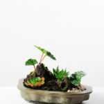 Succulent bonsai GS-2450306