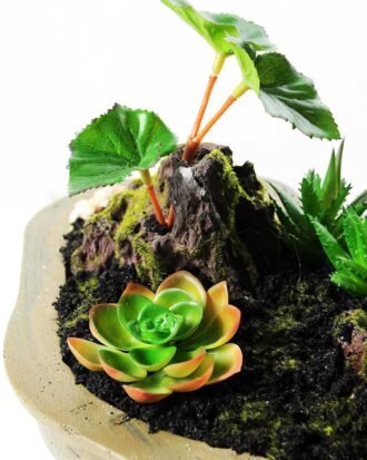 Succulent bonsai GS-2450306