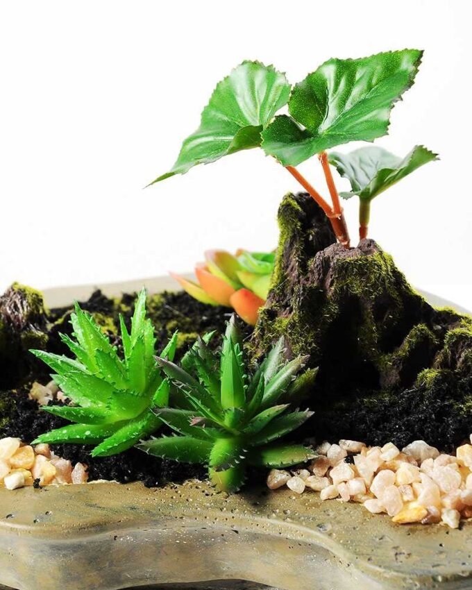 Succulent bonsai GS-2450306