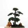 pine needle bonsai GS-2450307