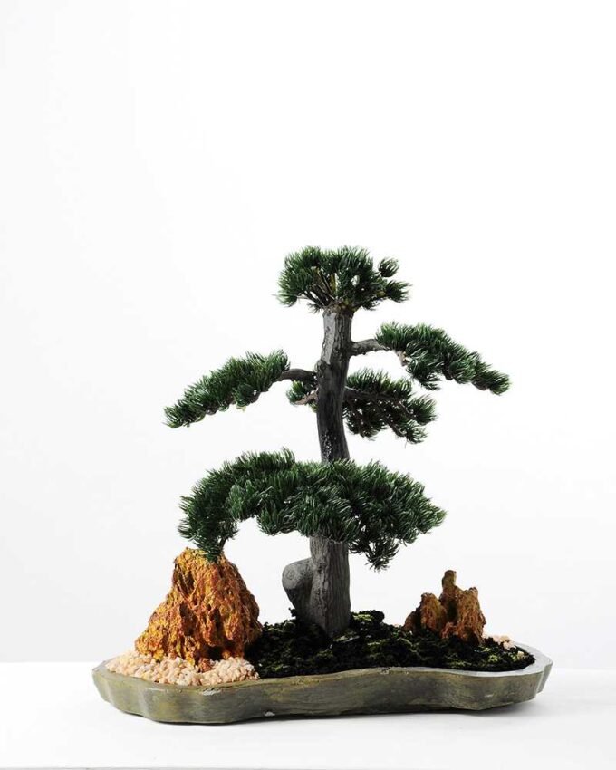pine needle bonsai GS-2450307