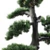 pine needle bonsai GS-2450307