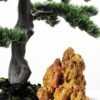 pine needle bonsai GS-2450307