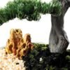pine needle bonsai GS-2450307