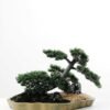pine needle bonsai GS-2450308
