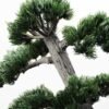 pine needle bonsai GS-2450308