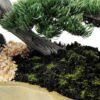 pine needle bonsai GS-2450308