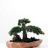 pine needle bonsai GS-2450309