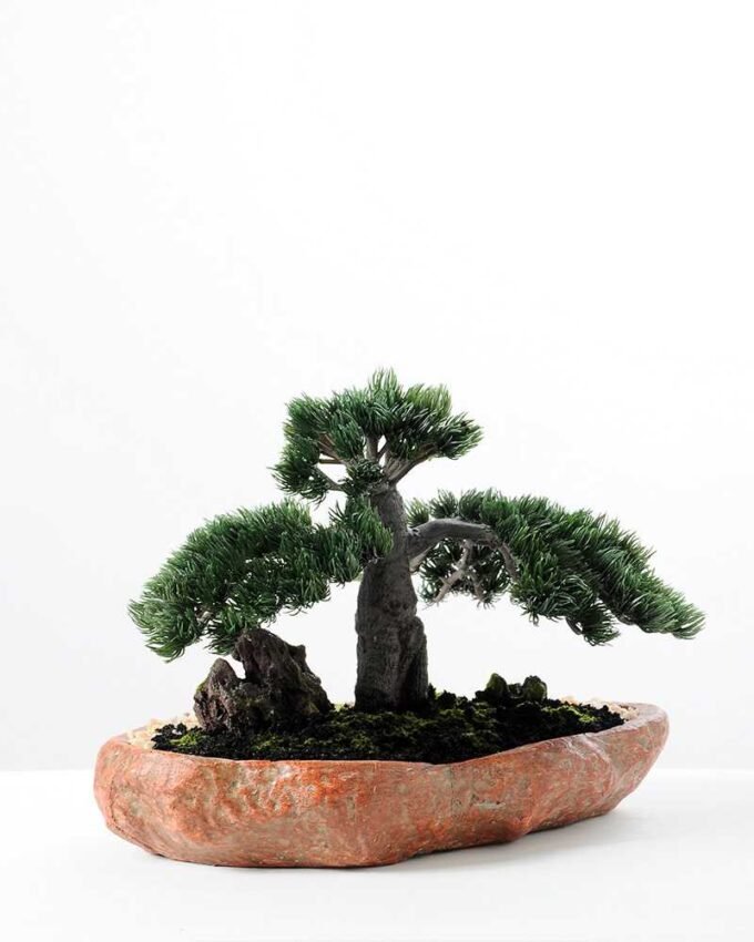 pine needle bonsai GS-2450309