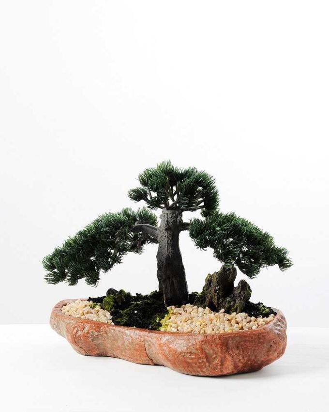 pine needle bonsai GS-2450309