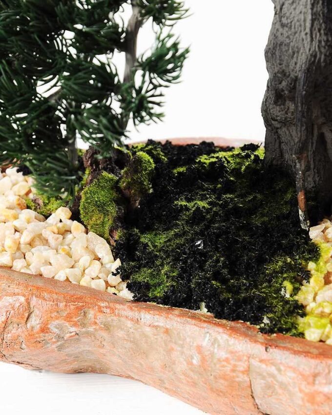 pine needle bonsai GS-2450309