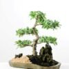 Variegated Ficus?Bonsai GS-2450310
