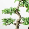Variegated Ficus?Bonsai GS-2450310