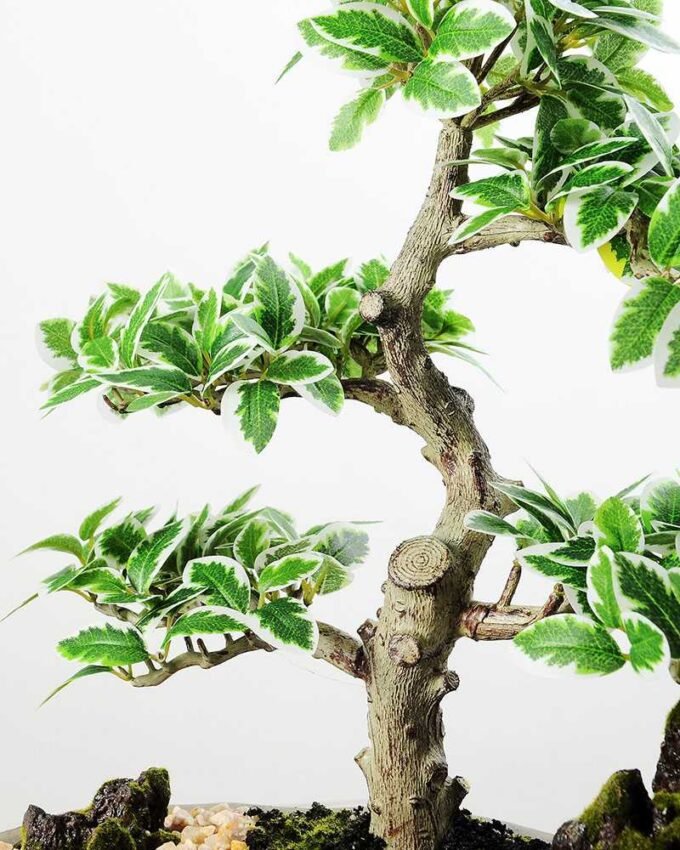 Variegated Ficus?Bonsai GS-2450310