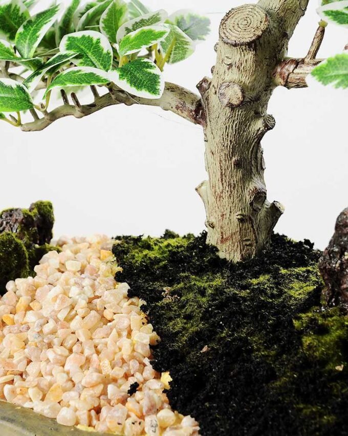 Variegated Ficus?Bonsai GS-2450310