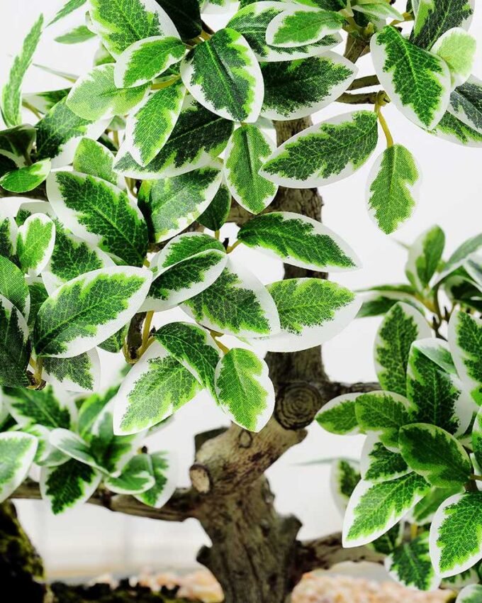 Variegated Ficus?Bonsai GS-2450310